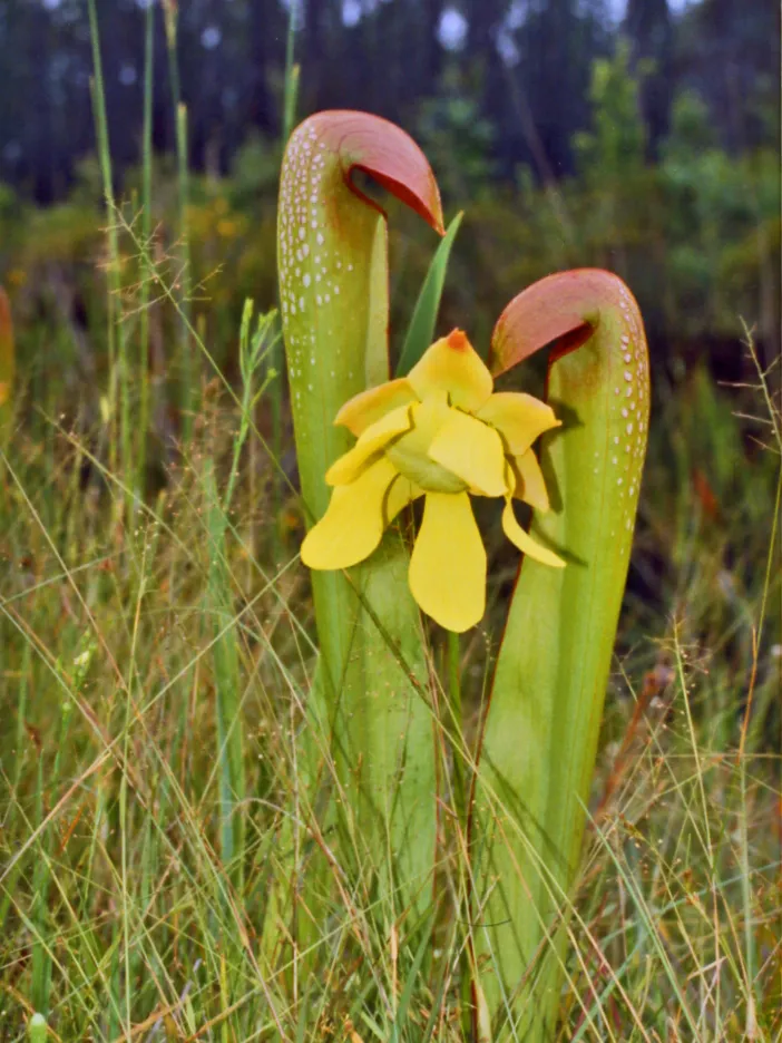sarracenia minor plant showing characteristic features