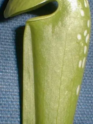 sarracenia minor plant showing characteristic features