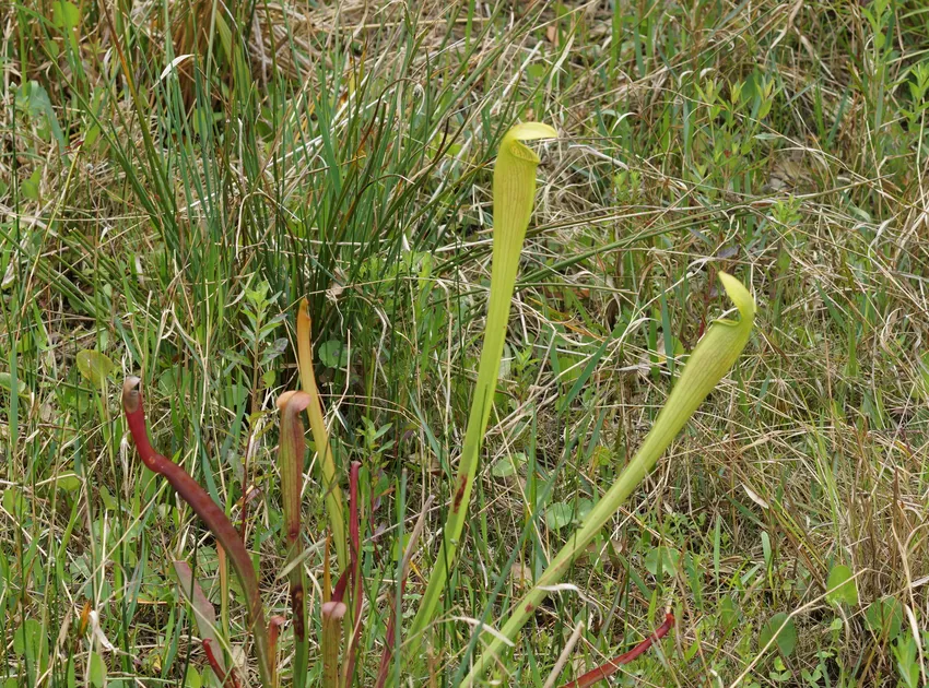 sarracenia minor plant showing characteristic features
