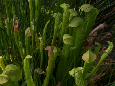 thumbnail sarracenia minor