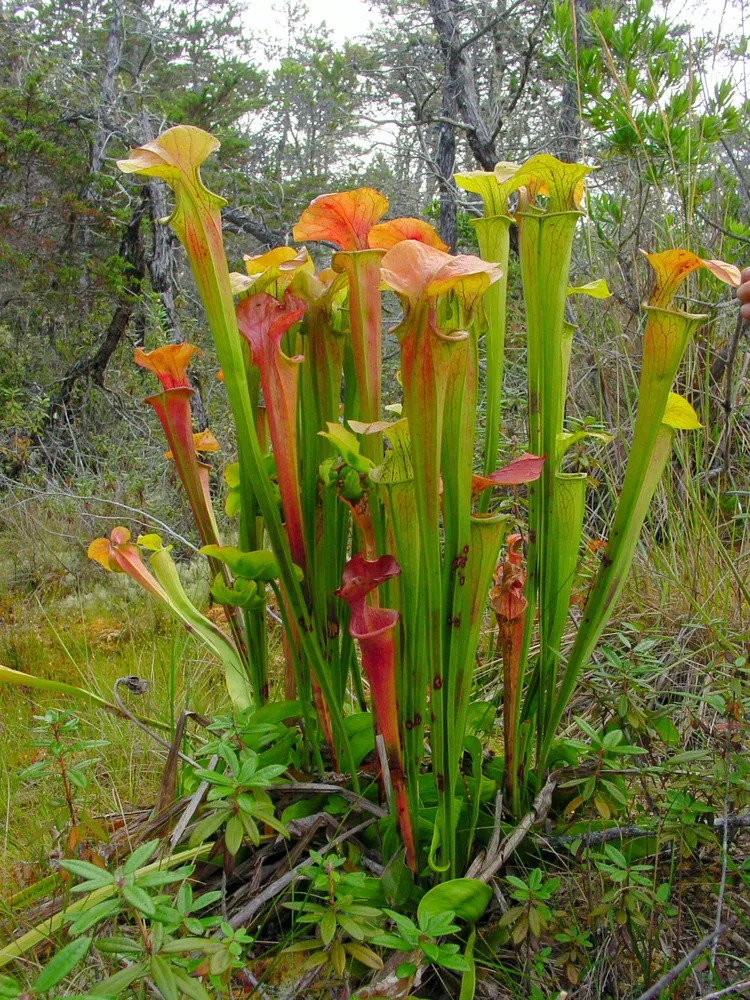 sarracenia oreophila plant showing characteristic features