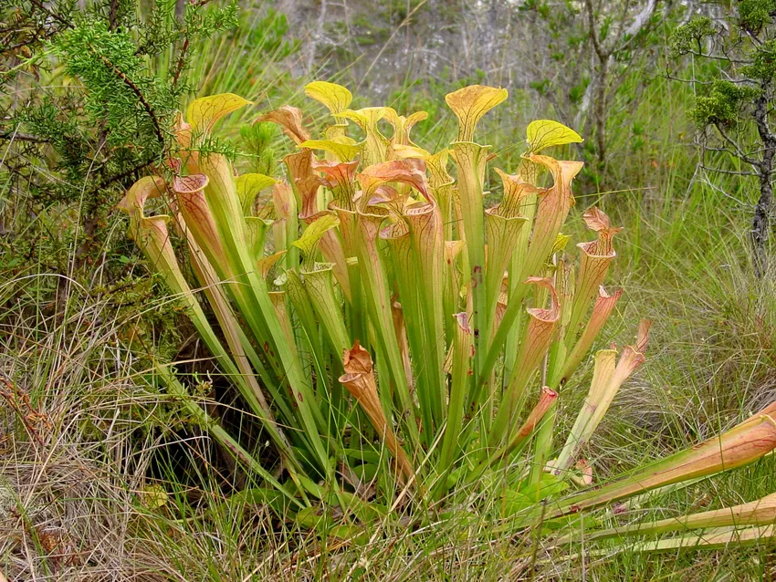 sarracenia oreophila plant showing characteristic features