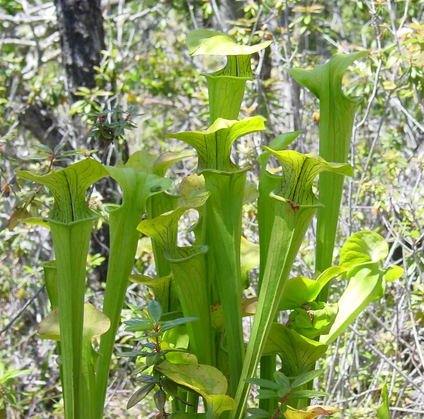 sarracenia oreophila plant showing characteristic features