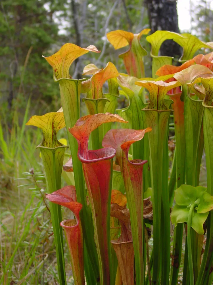 sarracenia oreophila plant showing characteristic features