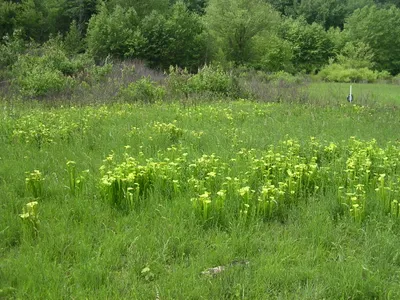 thumbnail sarracenia oreophila