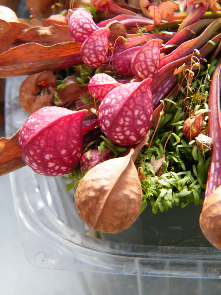 sarracenia psittacina plant showing characteristic features