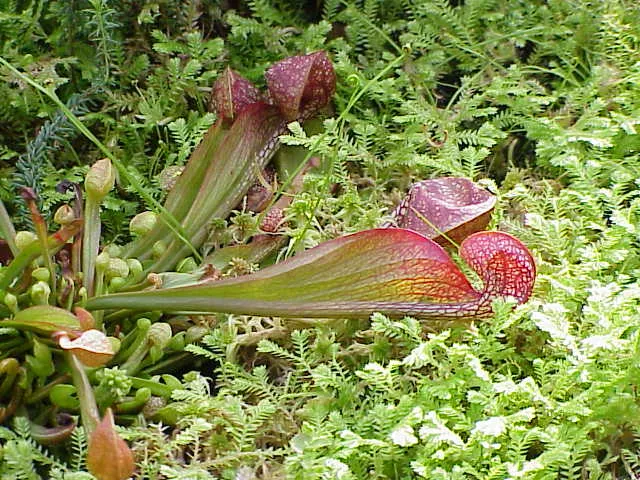 sarracenia psittacina plant showing characteristic features