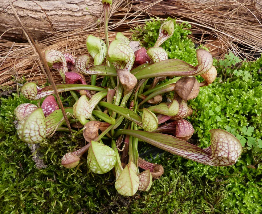 sarracenia psittacina plant showing characteristic features