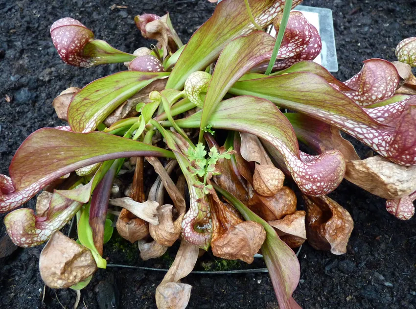sarracenia psittacina plant showing characteristic features