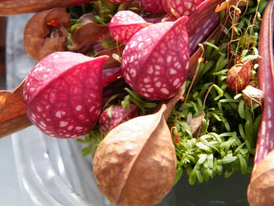 thumbnail sarracenia psittacina