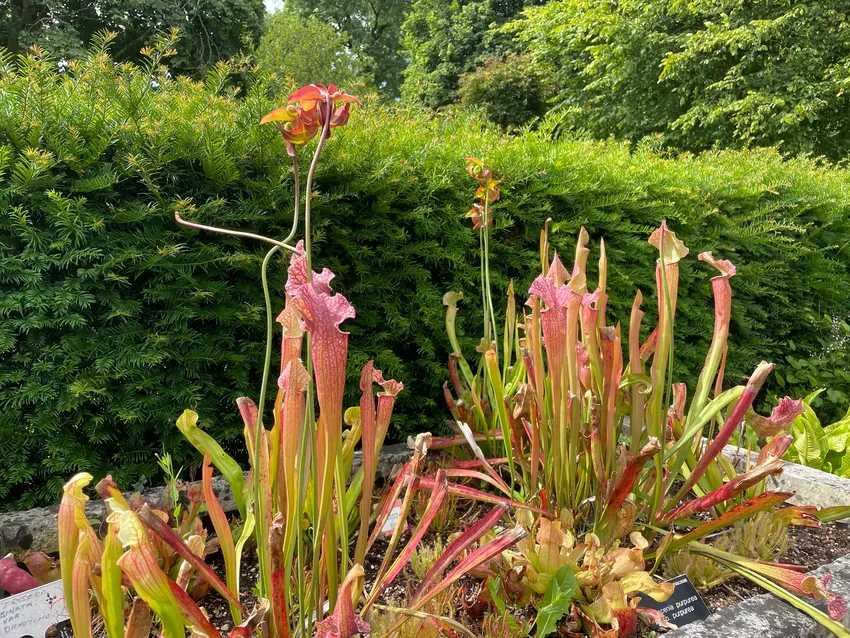 sarracenia purpurea plant showing characteristic features