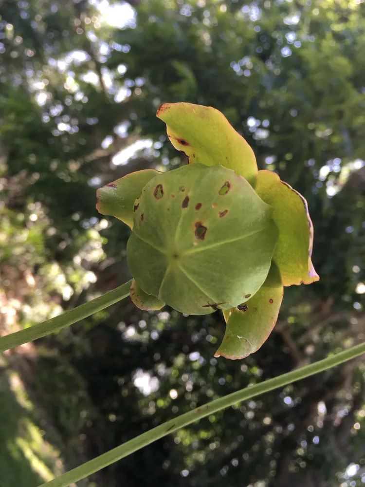 sarracenia purpurea plant showing characteristic features