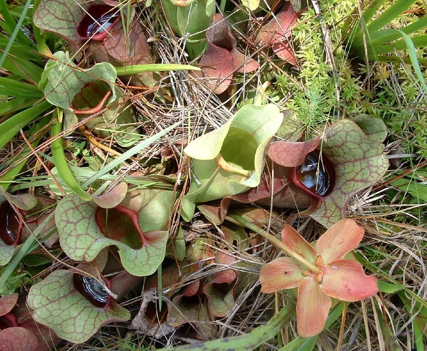 sarracenia rosea plant showing characteristic features