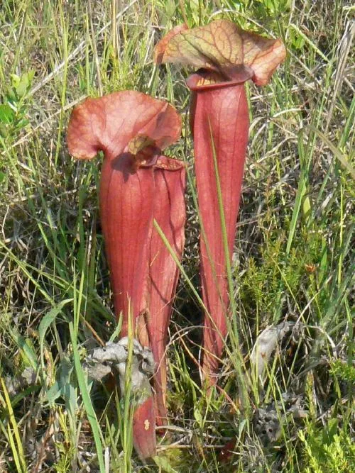 sarracenia rosea plant showing characteristic features