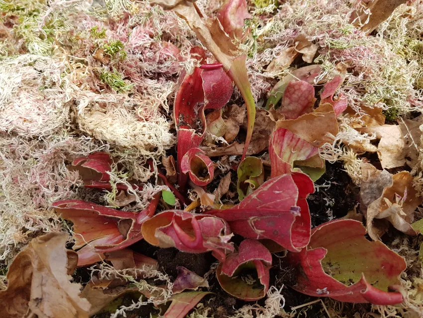 sarracenia rosea plant showing characteristic features