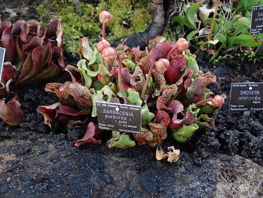 sarracenia rosea plant showing characteristic features