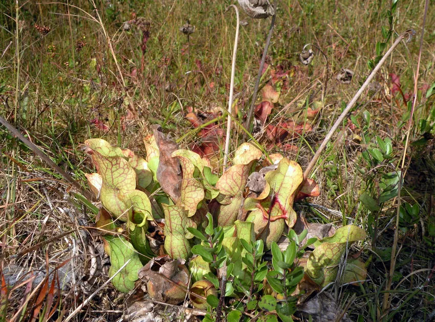 sarracenia rosea plant showing characteristic features