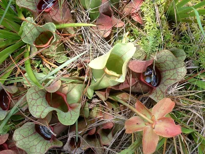 thumbnail sarracenia rosea
