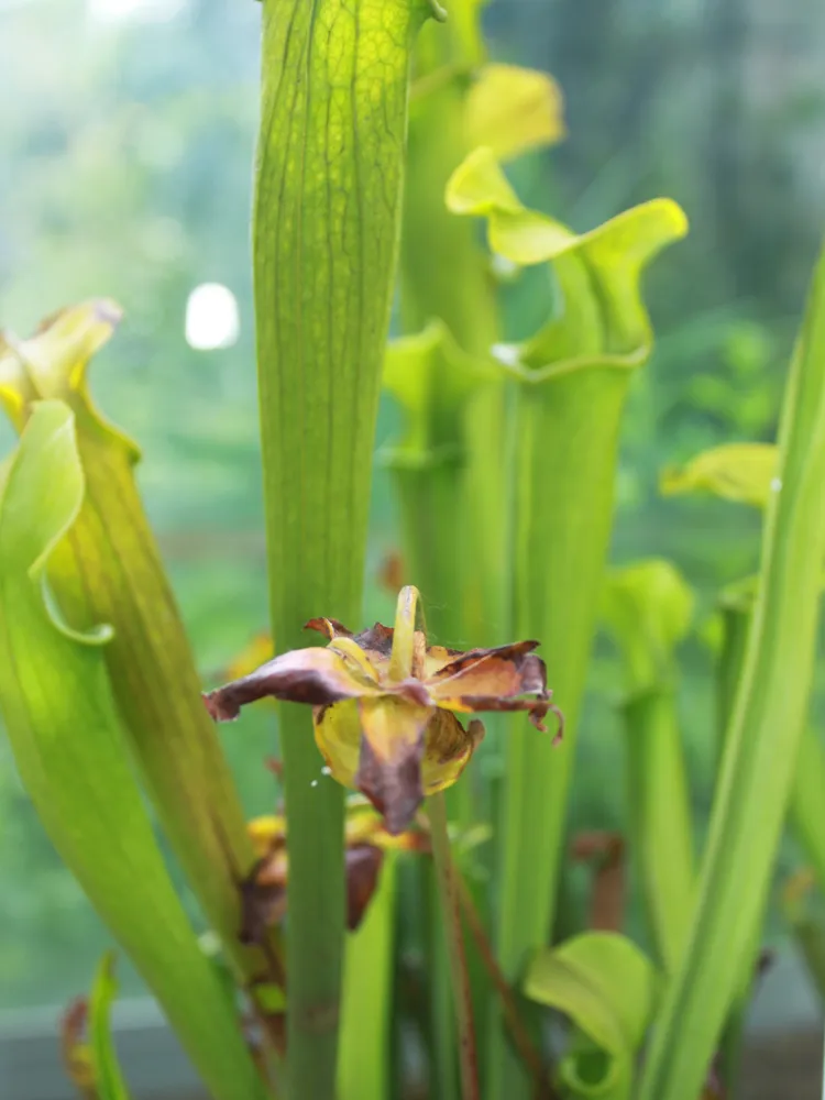 sarracenia rubra plant showing characteristic features