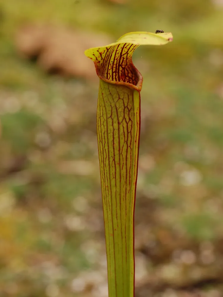sarracenia rubra plant showing characteristic features