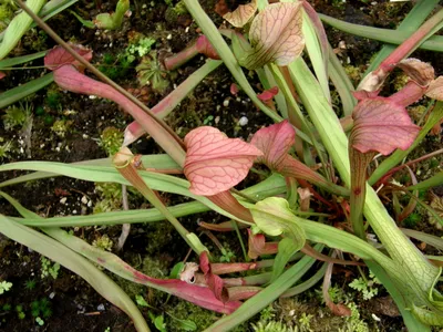 thumbnail sarracenia rubra