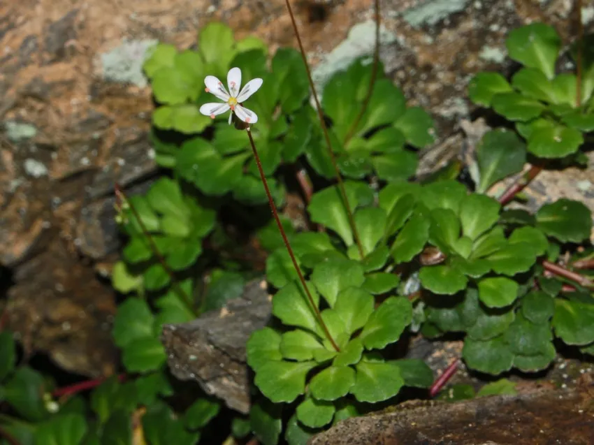 saxifraga cuneifolia plant showing characteristic features
