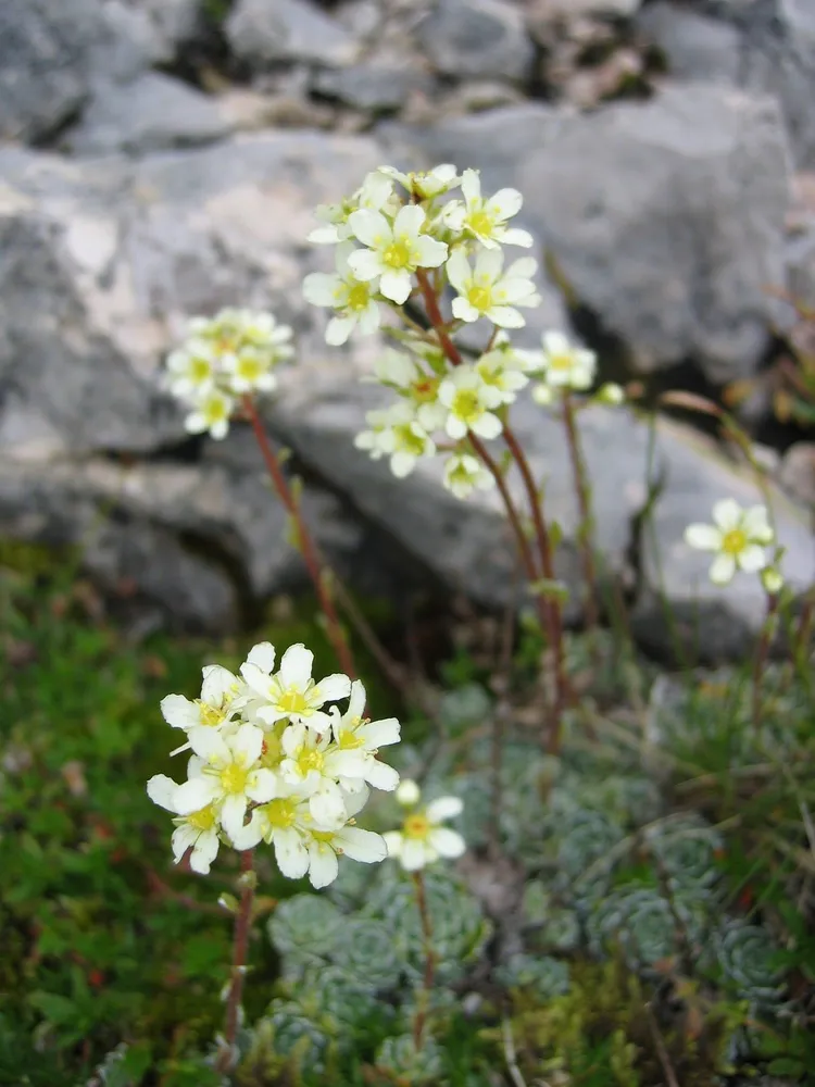 saxifraga cuneifolia plant showing characteristic features