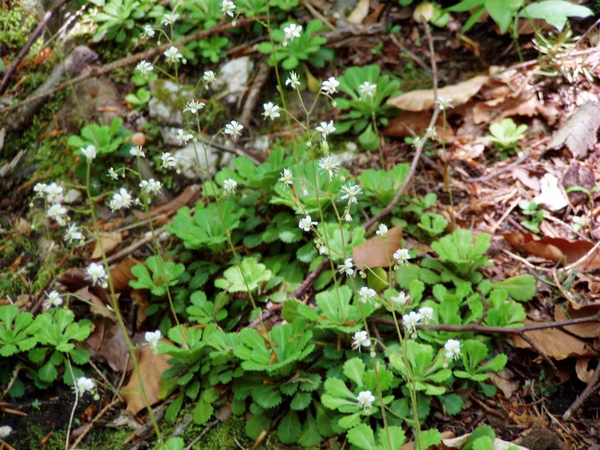 saxifraga cuneifolia plant showing characteristic features