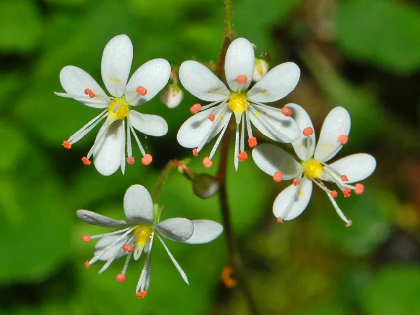 saxifraga cuneifolia plant showing characteristic features
