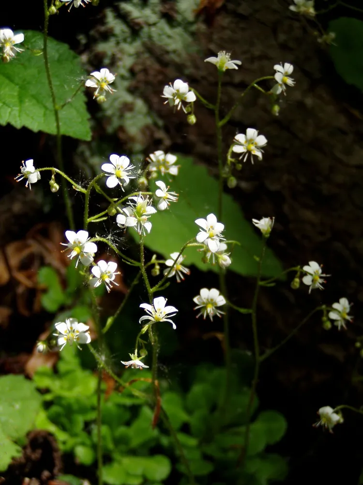 saxifraga cuneifolia plant showing characteristic features