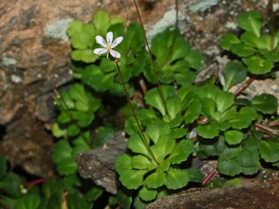 thumbnail saxifraga cuneifolia