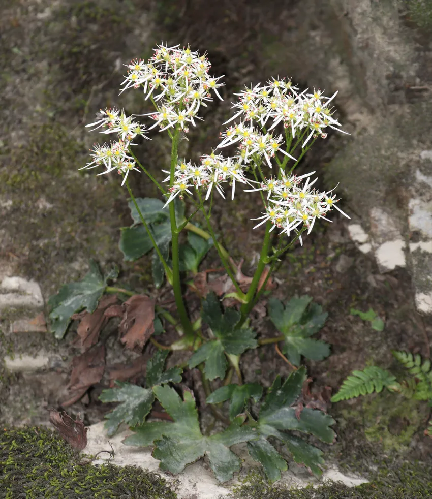 saxifraga fortunei plant showing characteristic features