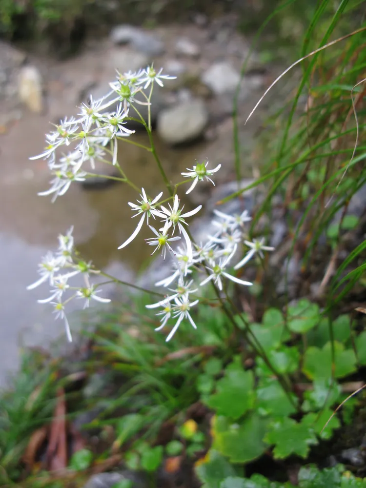 saxifraga fortunei plant showing characteristic features
