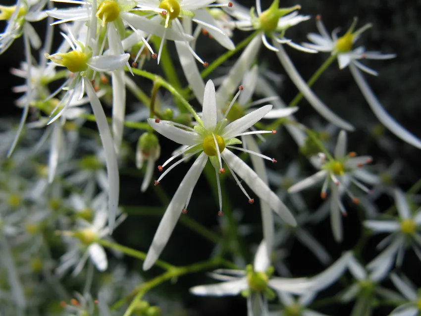 saxifraga fortunei plant showing characteristic features