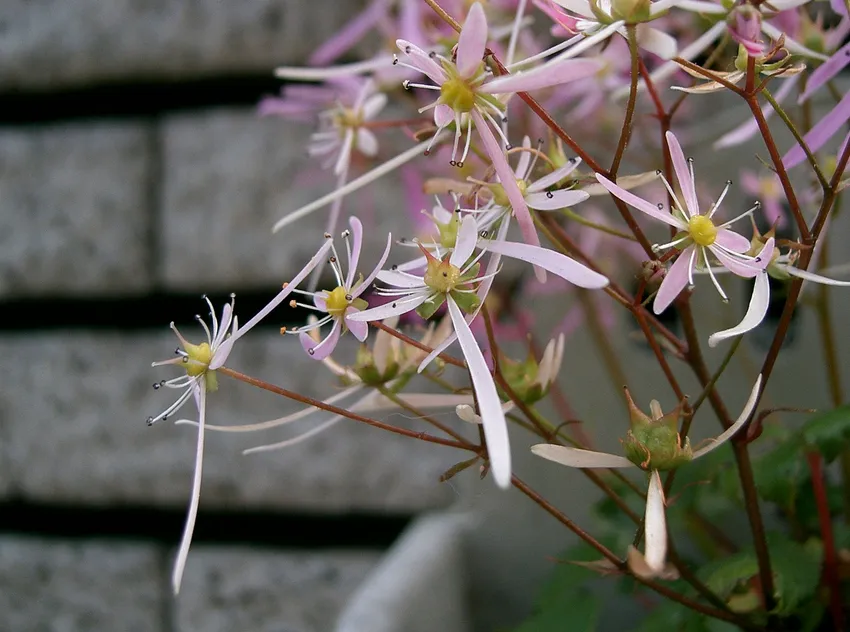 saxifraga fortunei plant showing characteristic features
