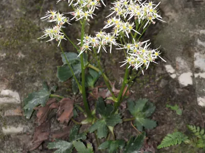 thumbnail saxifraga fortunei