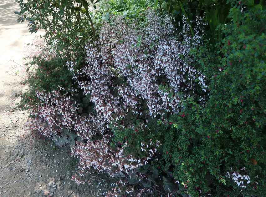 saxifraga sarmentosa plant showing characteristic features
