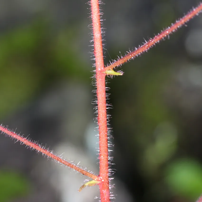 saxifraga stolonifera plant showing characteristic features