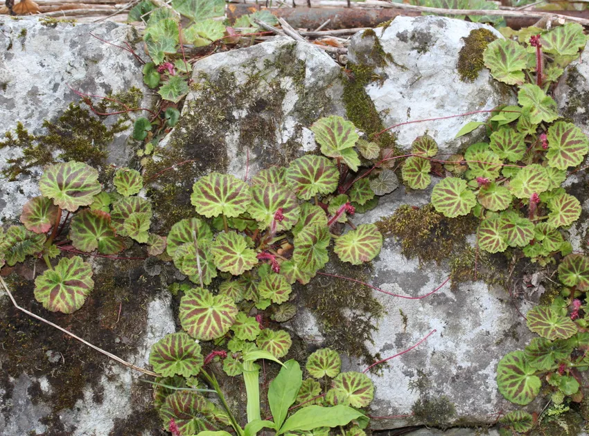 saxifraga stolonifera plant showing characteristic features