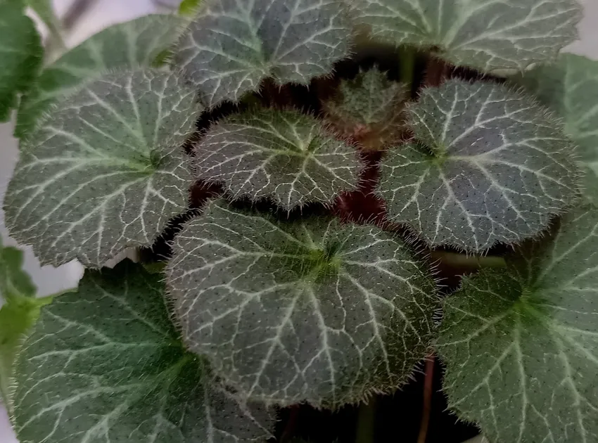 saxifraga stolonifera plant showing characteristic features