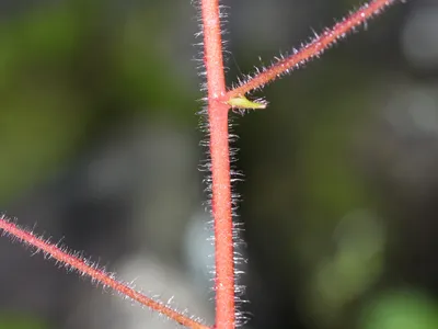 thumbnail saxifraga stolonifera