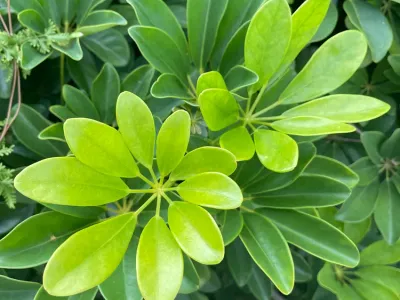 thumbnail schefflera arboricola