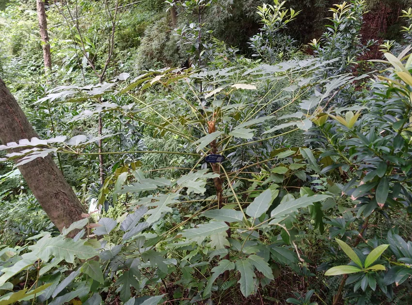 schefflera delavayi plant showing characteristic features
