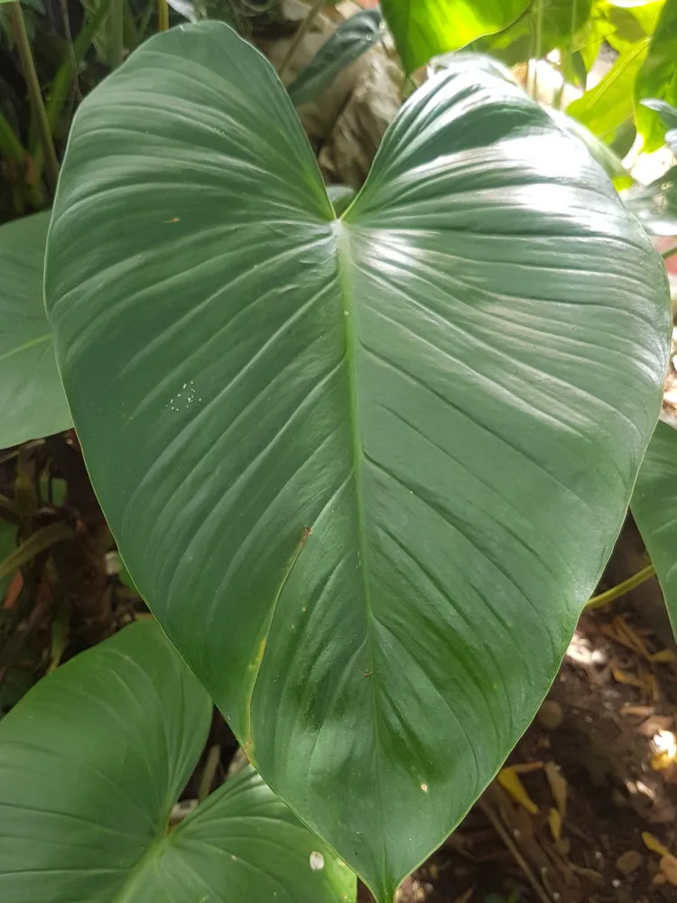 Plante schismatoglottis calyptrata montrant ses caractéristiques typiques