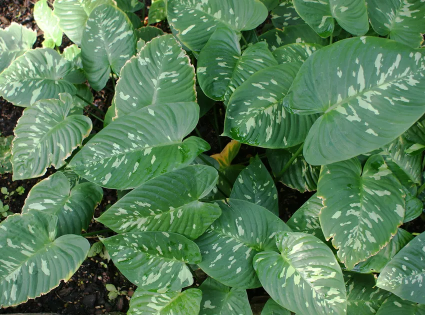 Plante schismatoglottis calyptrata montrant ses caractéristiques typiques