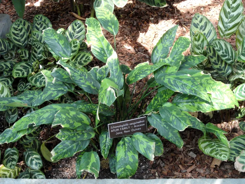 Plante schismatoglottis calyptrata montrant ses caractéristiques typiques