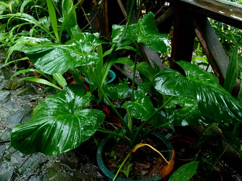 Plante schismatoglottis calyptrata montrant ses caractéristiques typiques