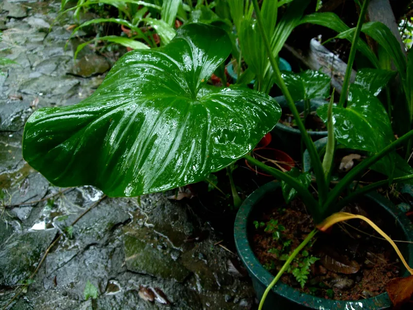 Plante schismatoglottis calyptrata montrant ses caractéristiques typiques