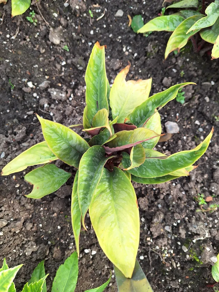 Plante schismatoglottis lancifolia montrant ses caractéristiques typiques