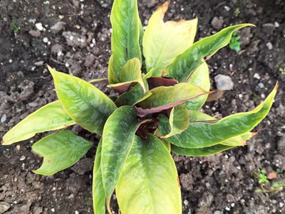 Image miniature schismatoglottis lancifolia